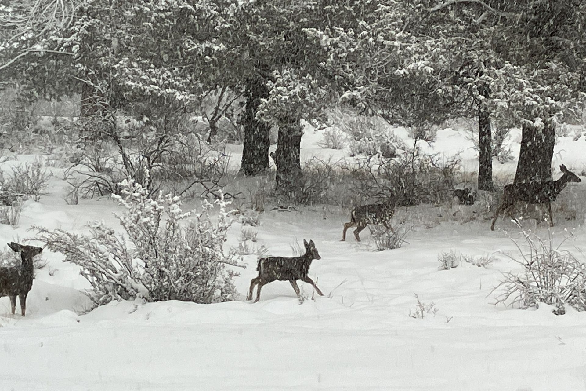 Mule deer moving through fresh snow among ponderosa pines at Ridgewater Properties in Klamath Falls, Oregon, where over 200 acres of common ground supports resident wildlife