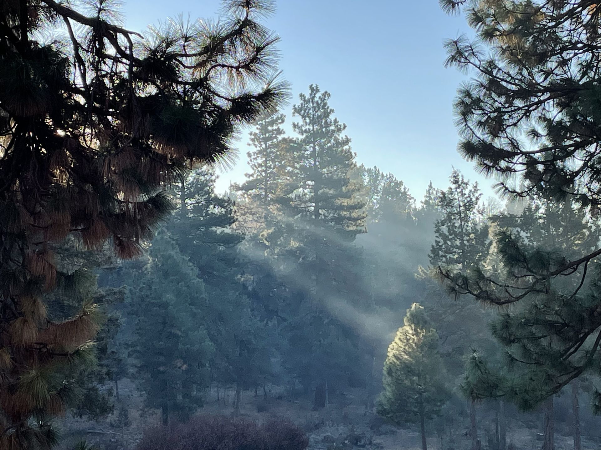 Sun rays shine through ponderosa pine trees at RidgeWater Properties, a luxury gated community in Klamath Falls, Oregon.