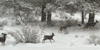 Mule deer moving through fresh snow among ponderosa pines at Ridgewater Properties in Klamath Falls, Oregon, where over 200 acres of common ground supports resident wildlife