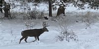 Large mule deer buck with a full rack of antlers walking through snow at Ridgewater Properties in Klamath Falls, Oregon, with snow-covered brush and trees behind